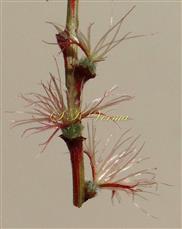  Female flowers